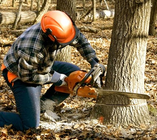 Tree Removal in Leesburg, TX